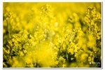 Piesza pielgrzymka do Łagiewnik 2016